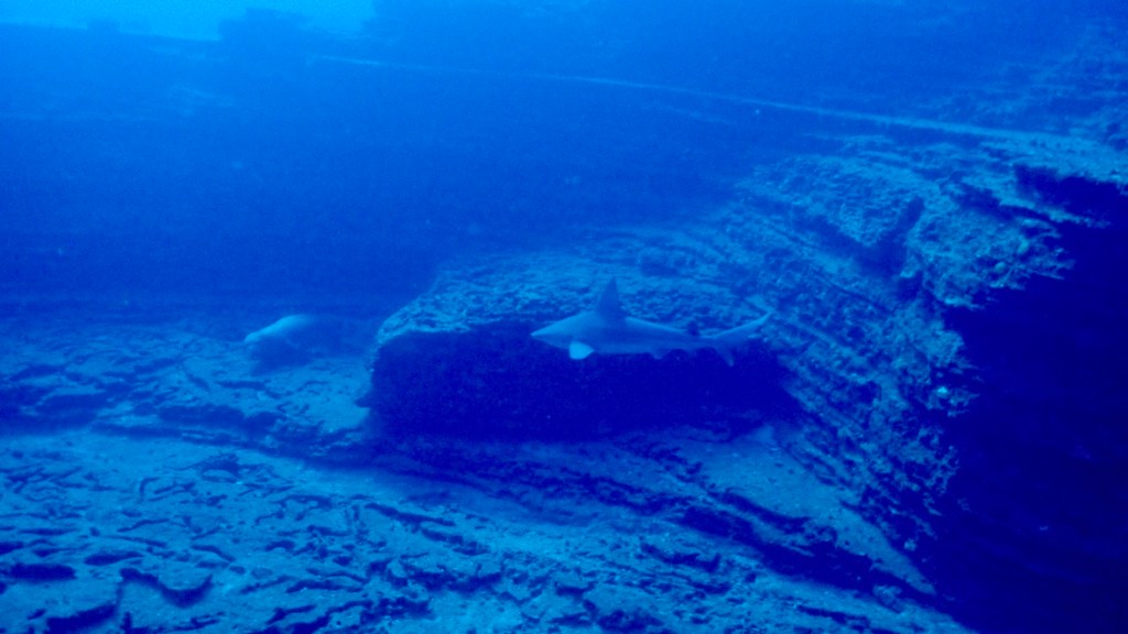 Ni’ihau: A Haven for Hawaiian Sea Life and an Inspiration for My&nbsp;Research