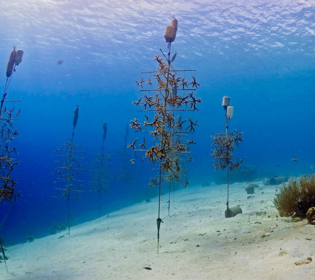 Curaçao as a Model for the Problems Plaguing Caribbean&nbsp;Reefs
