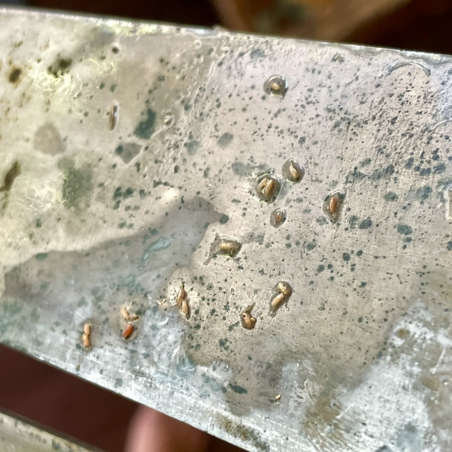 Dead copepods huddled for protection beneath the cathode after the overnight experiment.