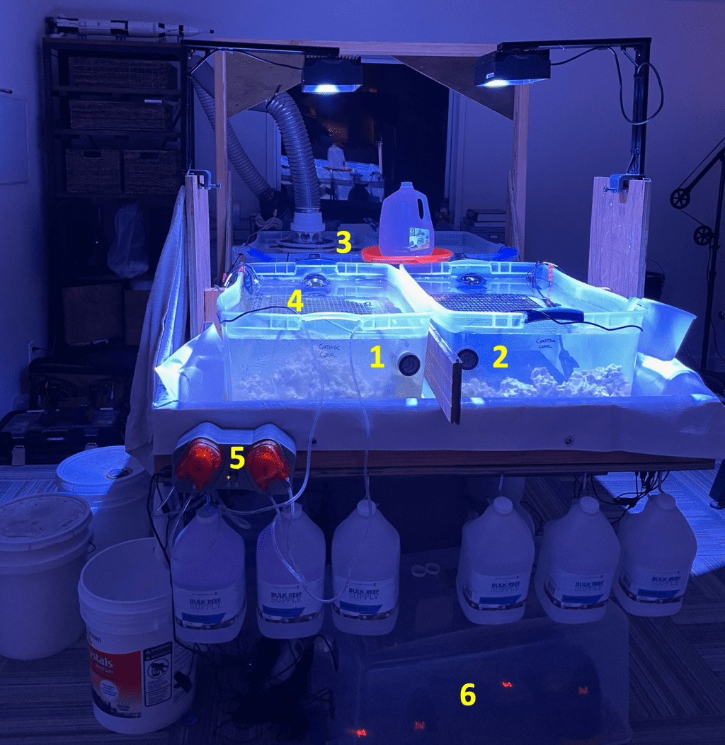 Electrolytically Enhanced Coral Reef Growth In A Closed Environment